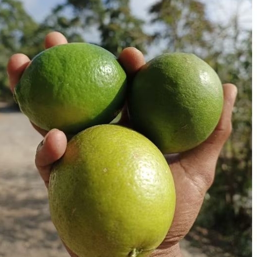 

jeruk lemon California 1 kg
