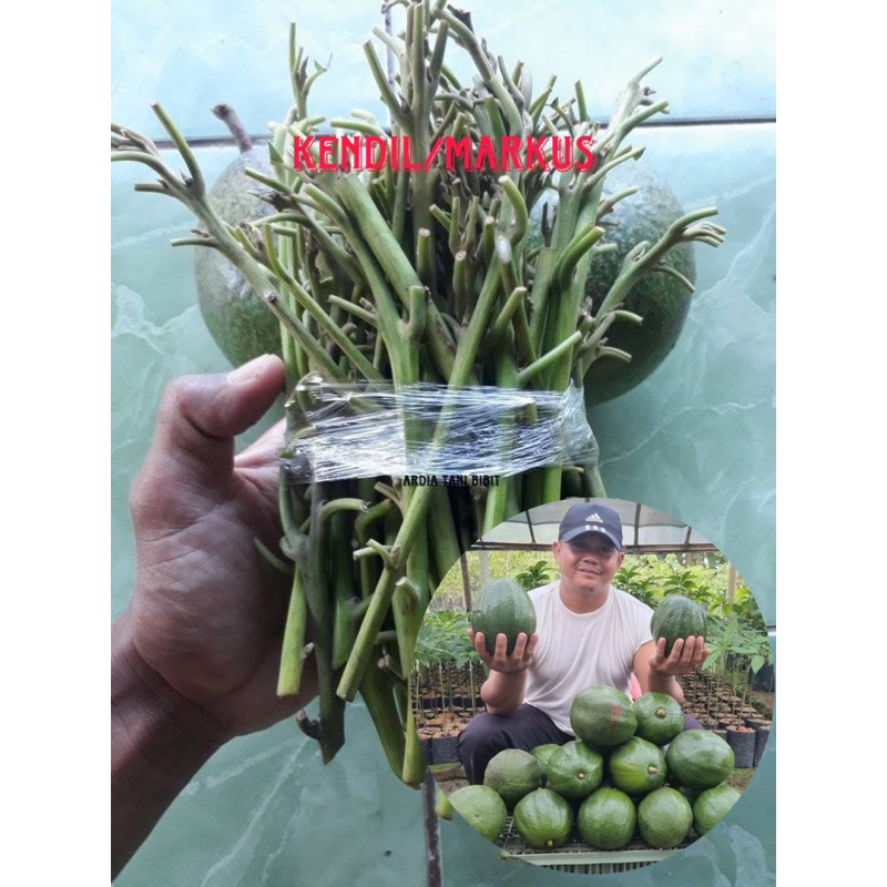 ENTRES ALPUKAT JENIS KENDIL/MARKUS DARI OKULASI SUDAH BERBUAH