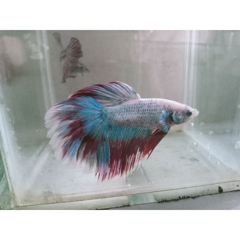 termurah jual ikan cupang halfmoon size M