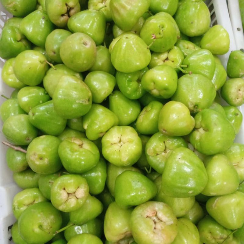 

JAMBU AIR HIJAU FRESH FRUIT