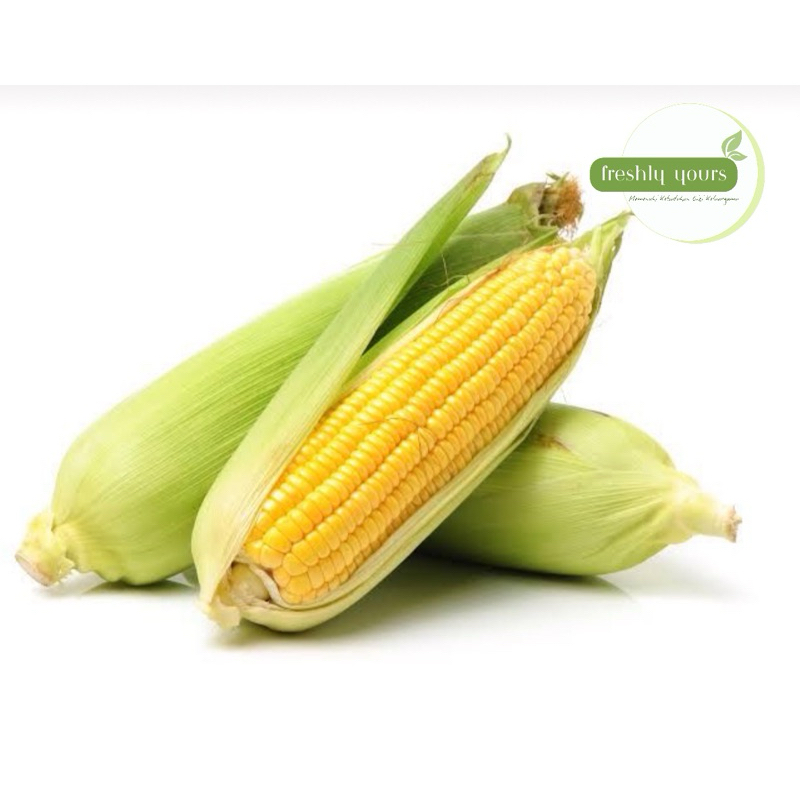 

Jagung Manis Mentah / Jagung Manis Pipil