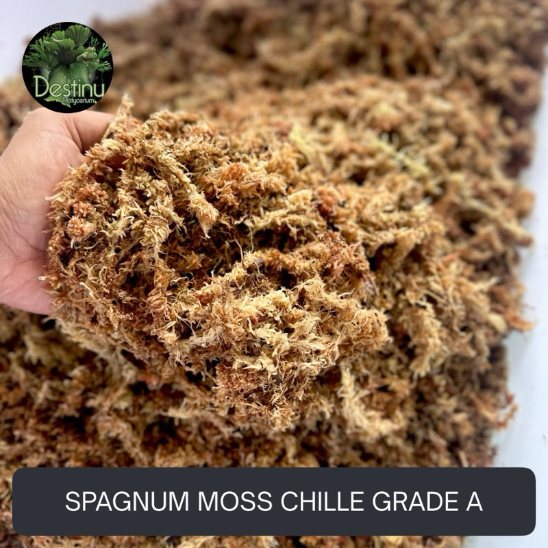 SPAGNUM MOSS CHILLE