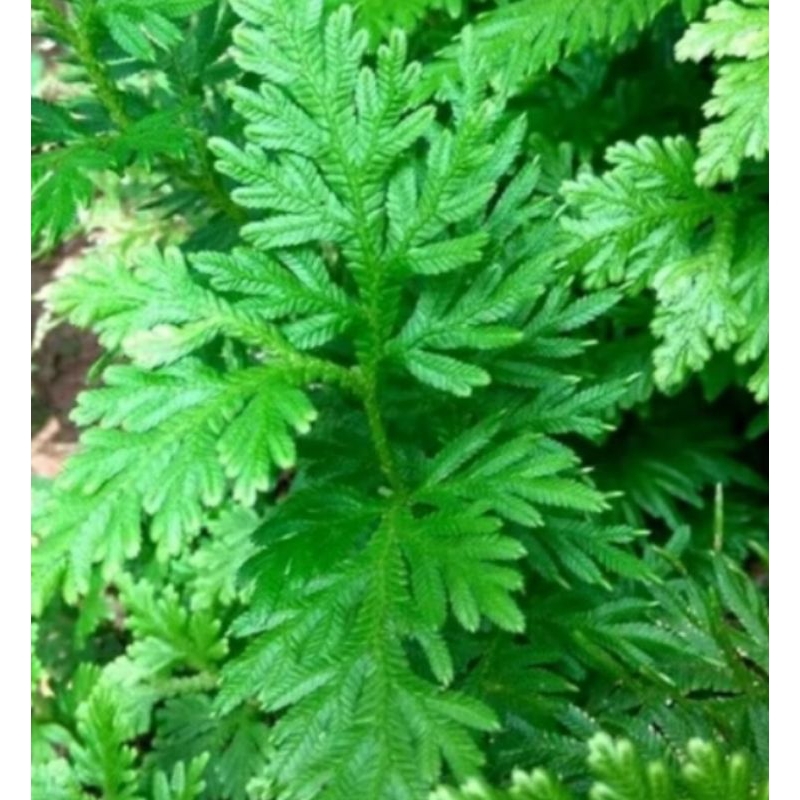 

daun ceker ayam segar berat 250gr