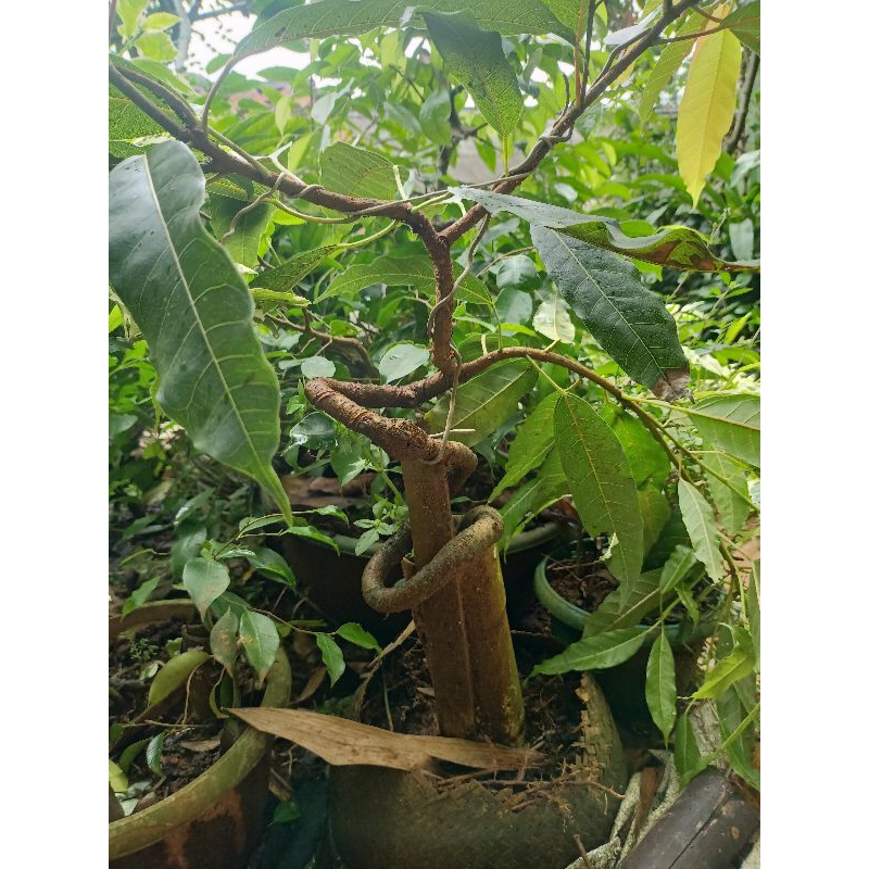 bahan bonsai bunut pucuk merah hasil pelintir
