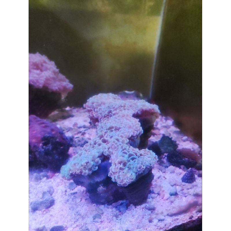 karang coral siwalan koral siwalan size Besar