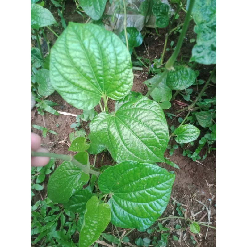

10 lembar jumbo super daun karuk