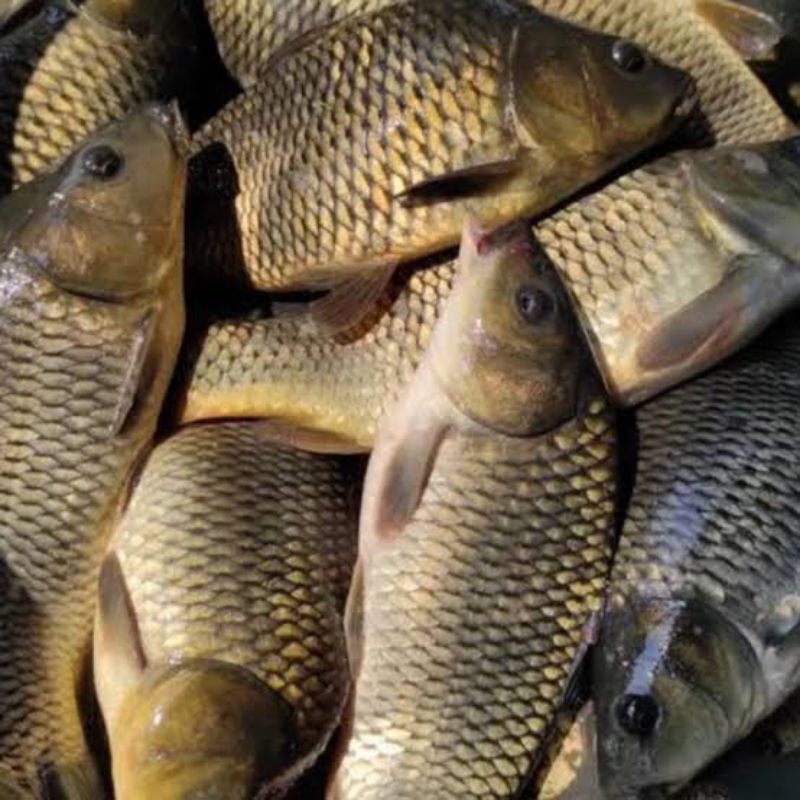 

ikan segar/ ikan mas segar fresh 500gram pasar pagi