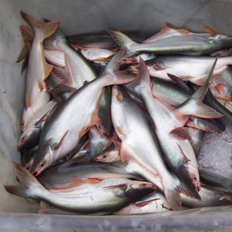 

Ikan segar fresh/ ikan patin segar fresh 500gram/ ikan pasar pagi/ ikan duri patin segar fresh