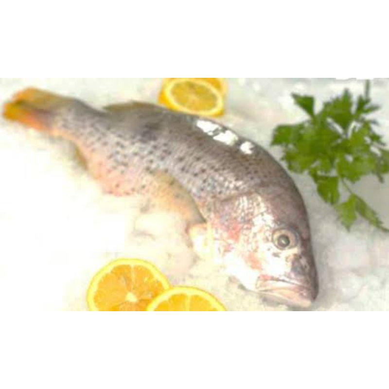 

ikan kakap ansam/ ikan kakap ansam segar fresh pasar pagi 500gram