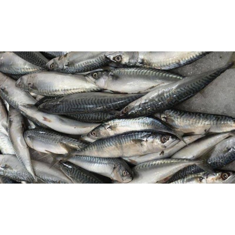 

Ikan segar/ ikan Sarden segar fresh pasar pagi 500gram