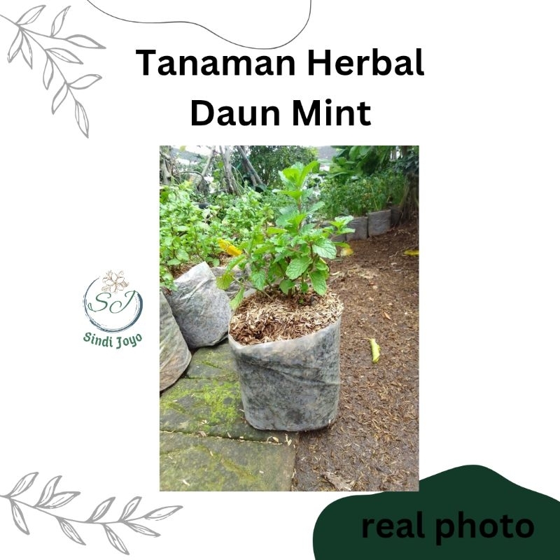 Tanaman Daun Mint Bibit Tanaman Daun Mint