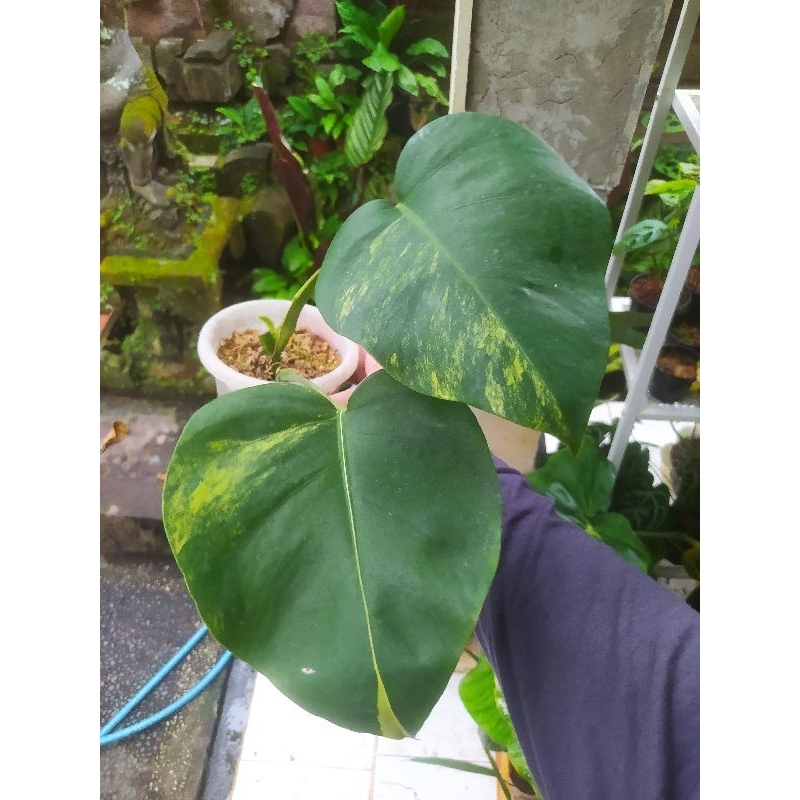 Monstera Marmorata