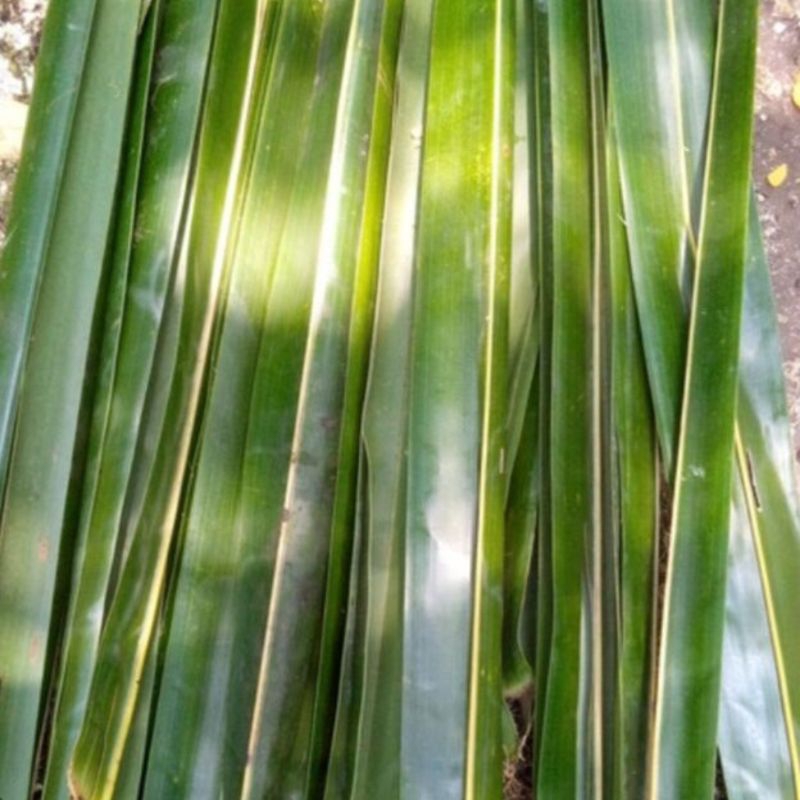

Daun kelapa hijau segar paket 100 batang