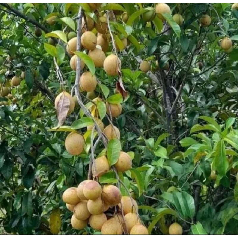 

1Kg buah pala segar dan prees baru dipetik berkualitas