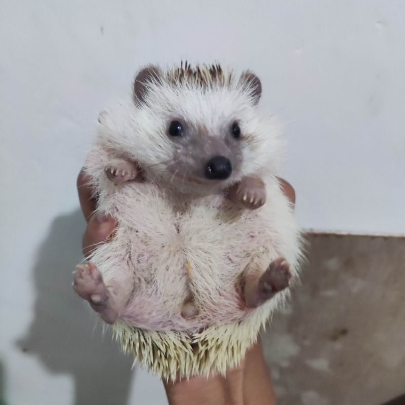 Landak mini indukan betina sehat