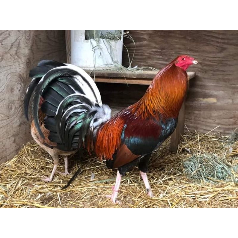 telur ayam fertil sweater ak 47 paket 4 butir