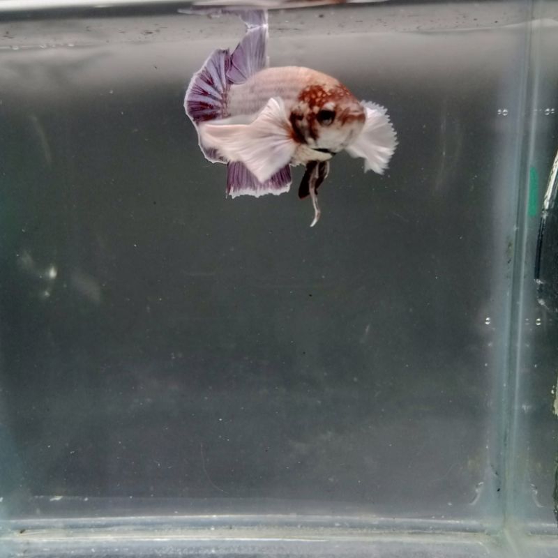 cupang plakat Dumbo Ear