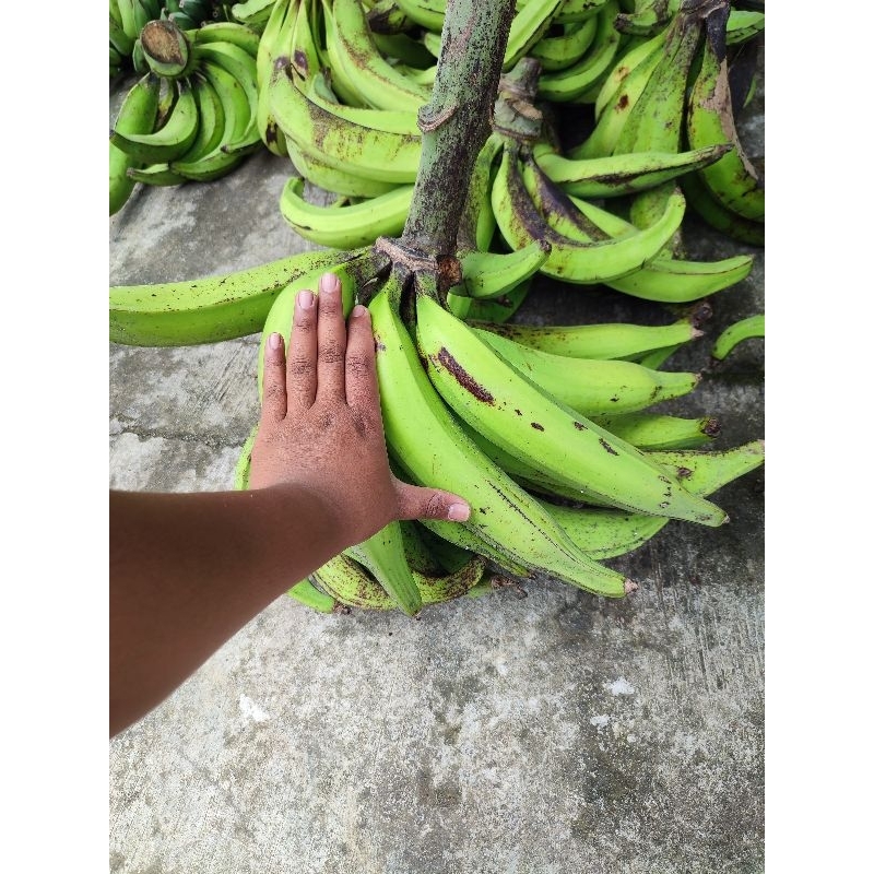 

Pisang Tanduk ISI 3 BIJI ASLI MURIA