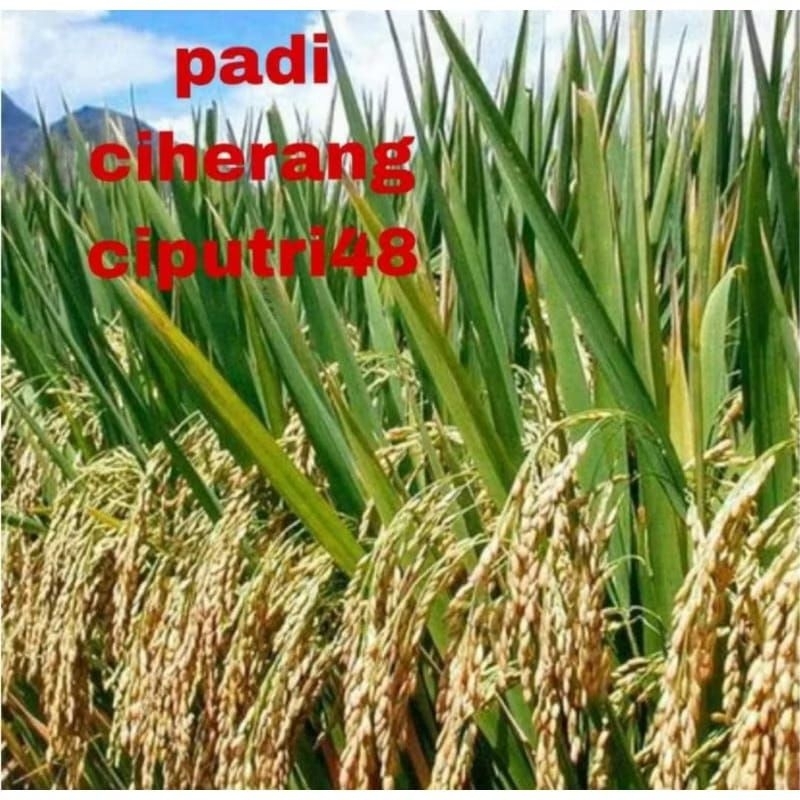 Benih padi Ciherang ciputri 48 1kg