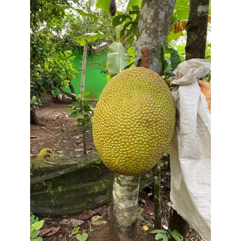 

Nangka Mentah