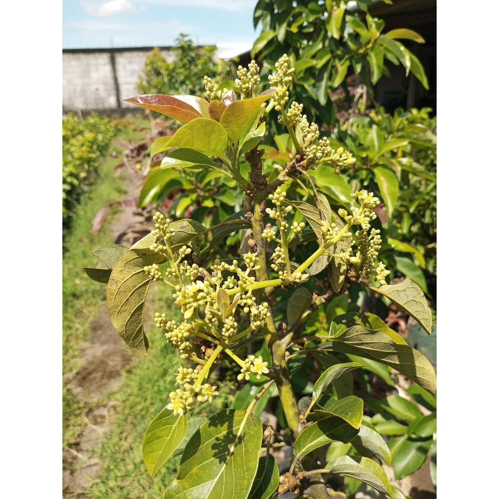 PL 40- Indukan Alpukat Miki Kondisi Siap Berbunga Full Media Packing Kayu