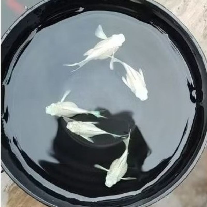 100%Jumbo Molly Balon Platinum Cawang Indukan