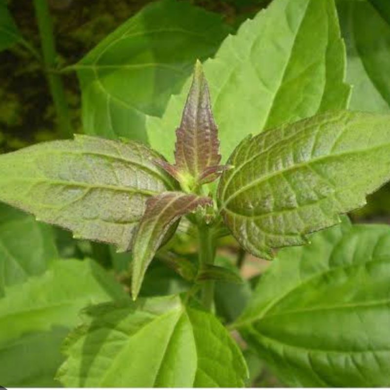 

Daun kopasanda segar petik langsung 250 gram