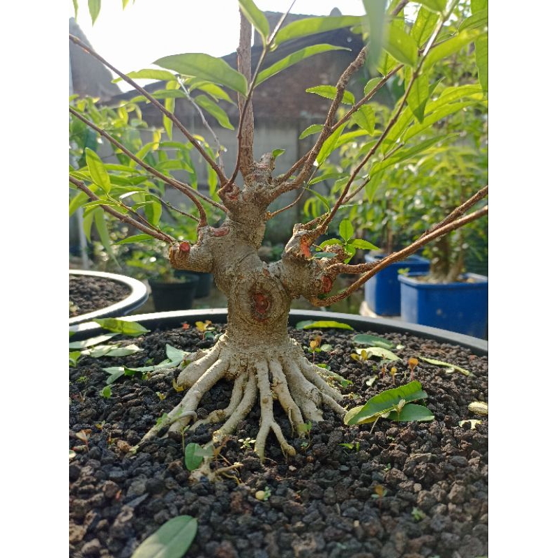 Bonsai anting putri prospek kontes