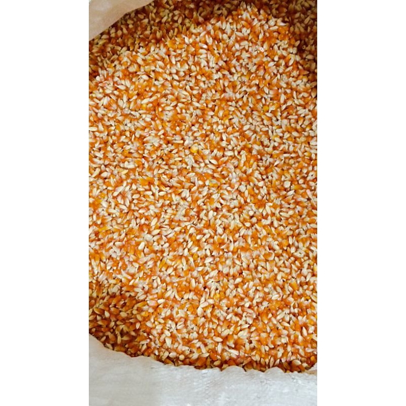 Xcamellyaa Jagung Biji Timun Kemasan 25Kg Buat Pakan Merpati