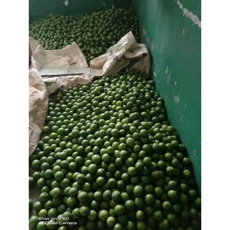 

jeruk nipis segar, jeruk limau segar