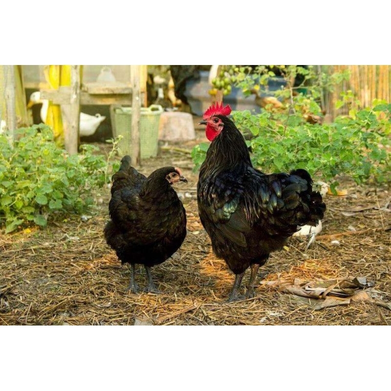 

Telur ayam australop