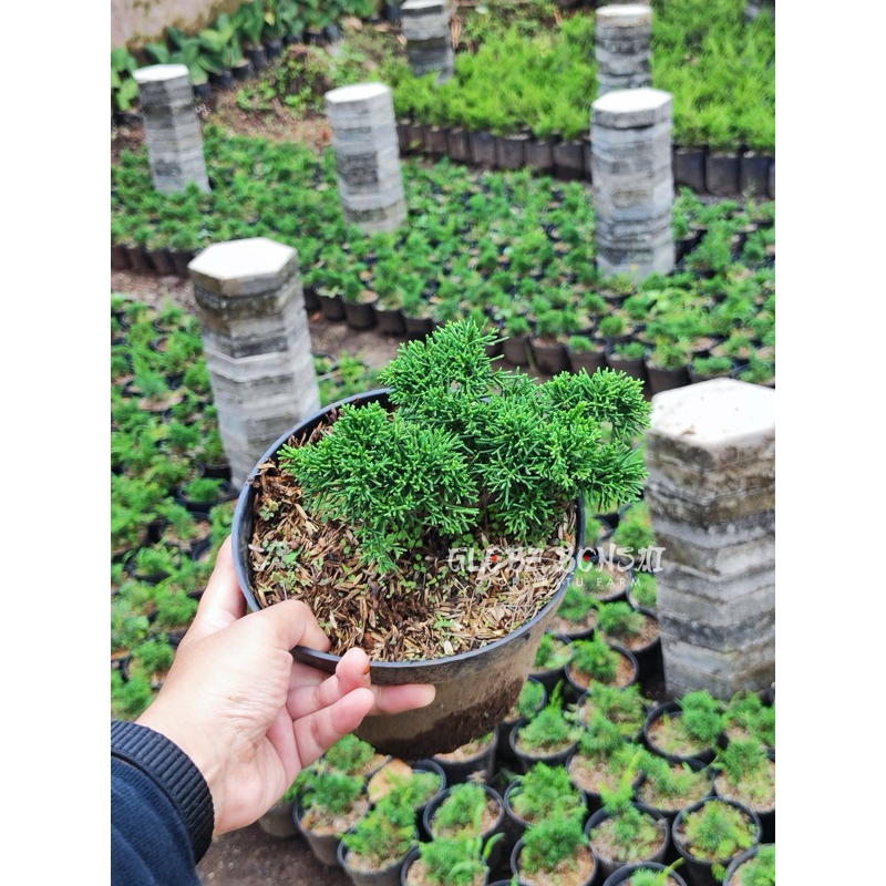 Bibitan Cemara Kishu Pingpong - Globe Bonsai Batu