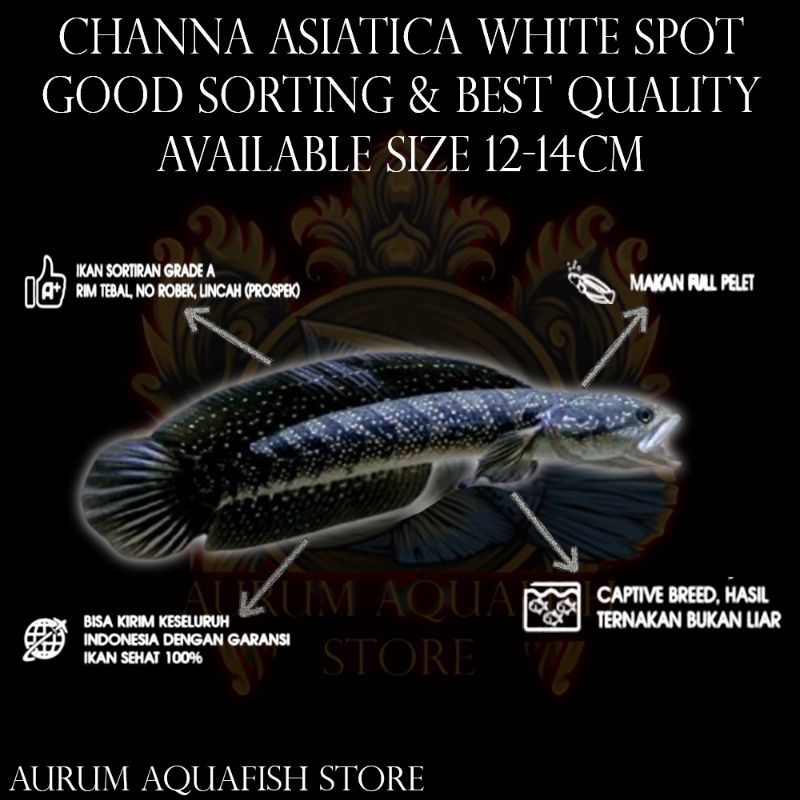 Stiker Tempel Channa Asiatica White Spot Pure Grade A+ - Channa Gabus Hias - Asiatica High Fin