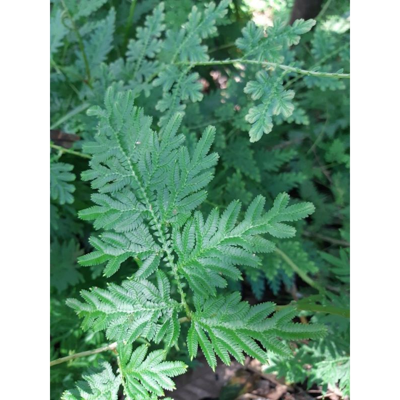 

Daun ceker ayam per 500 gram super jumbo Fres baru petik,daun ceker ayam herbal tradisional alami terlaris