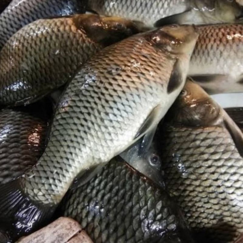 

Ikan mas ikan nila ikan mujair