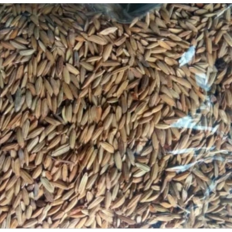 gabah padi/beras merah 500gram