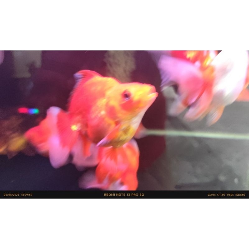hiasan aquarium model ikan mas koki ryukin