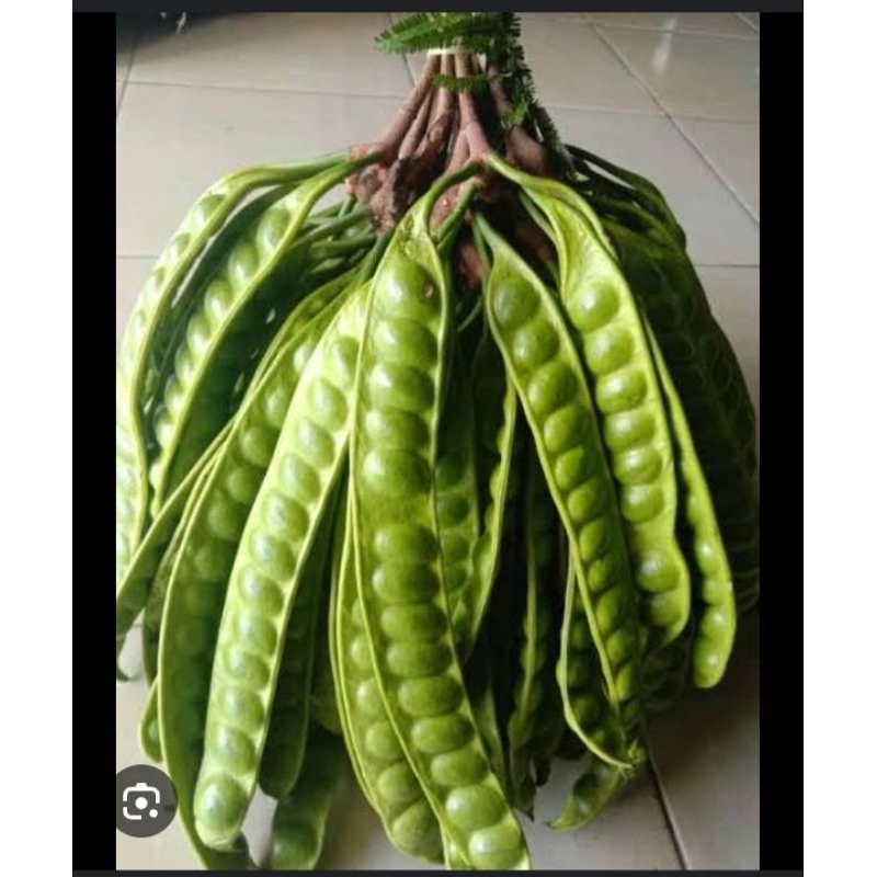 

petai