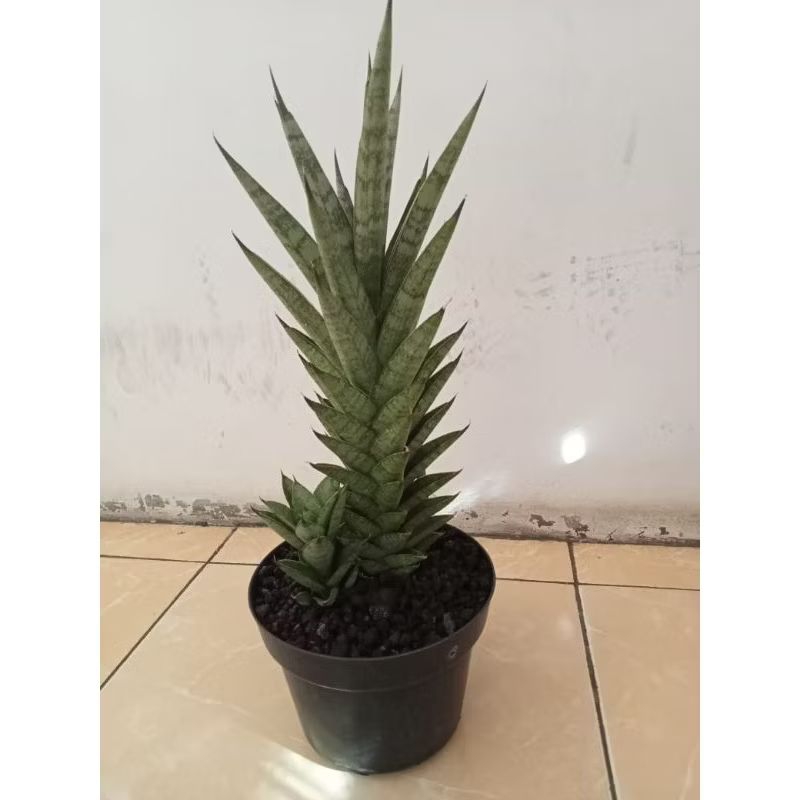 SANSEVIERIA CORDOVA || KOLEKSIAN JUMBO + POT