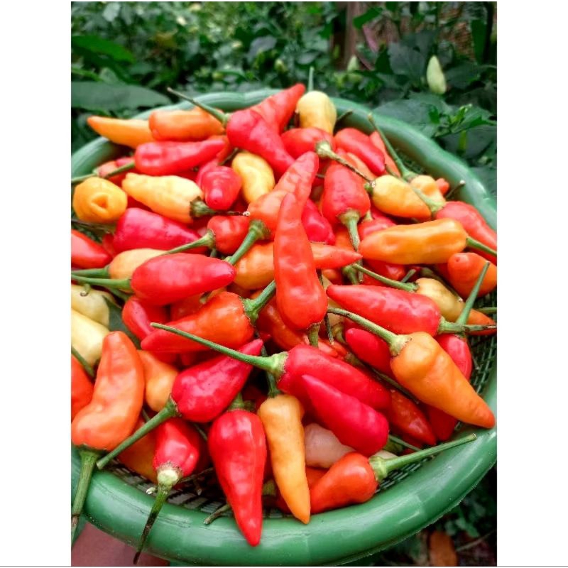 

KEYFARM Cabe Rawit Fresh 500gr