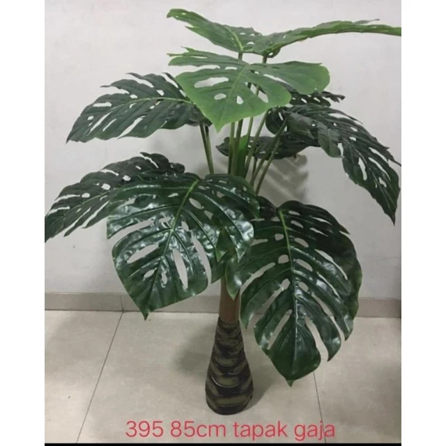Pohon Hias Monstera latek tinggi 85cm (1buah)