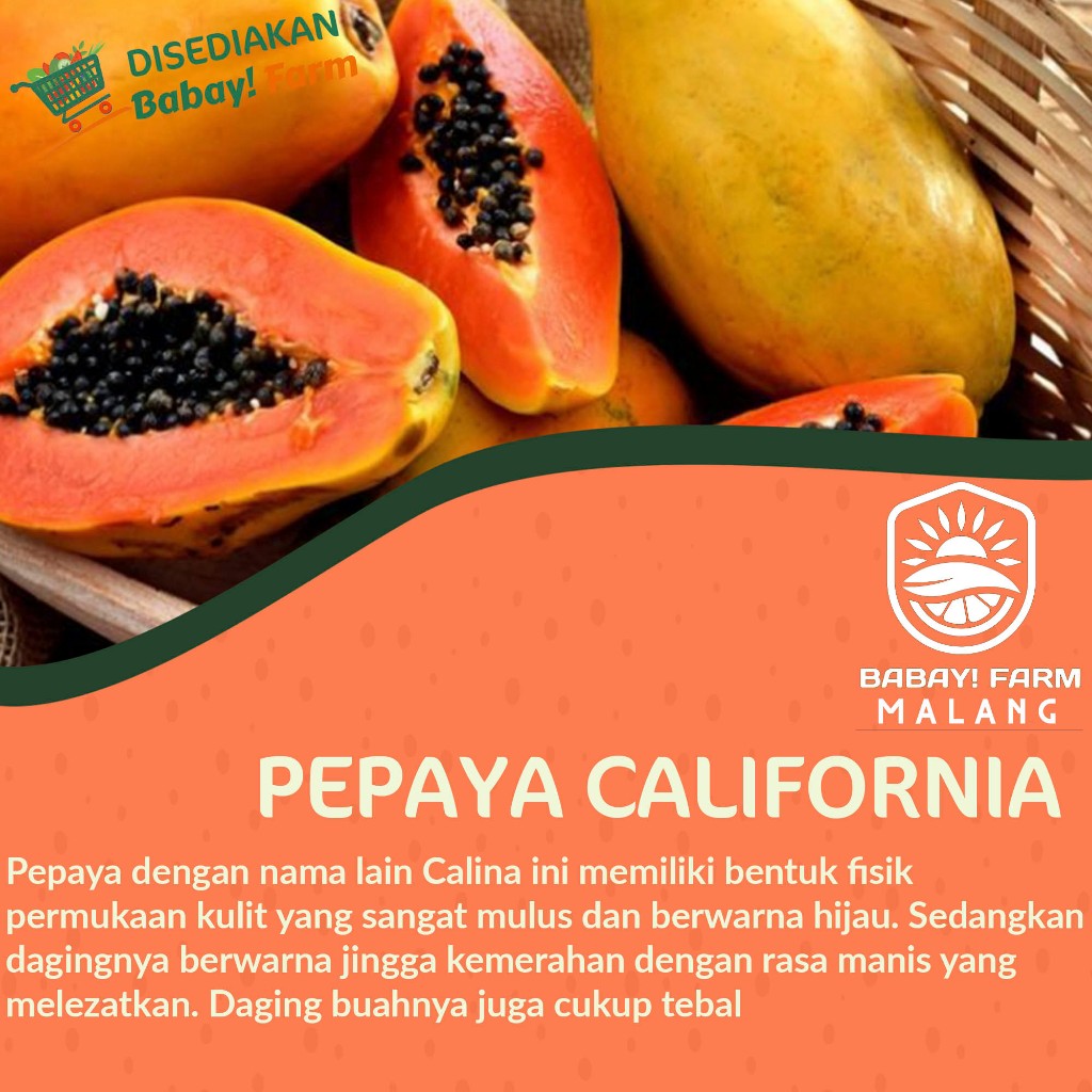 

buah pepaya california / calina