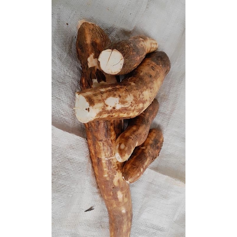 

singkong keju/singkong empuk good mantap 1kg siap kirim