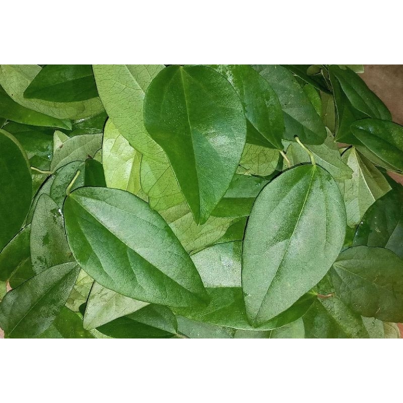 daun cincau rambat,daun jelly segar 100 gram