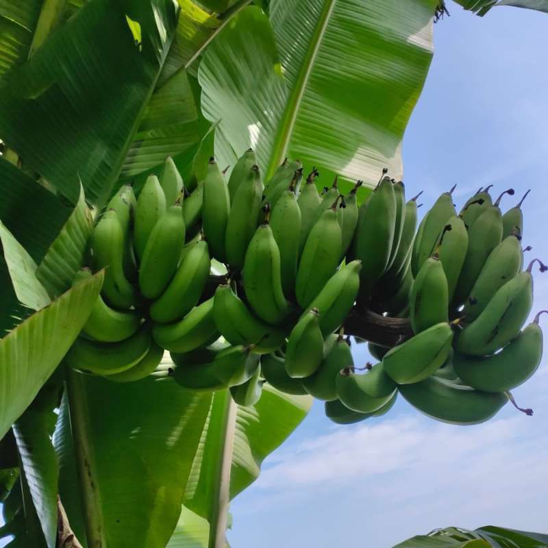 

pisang bangkawulu per 1kg