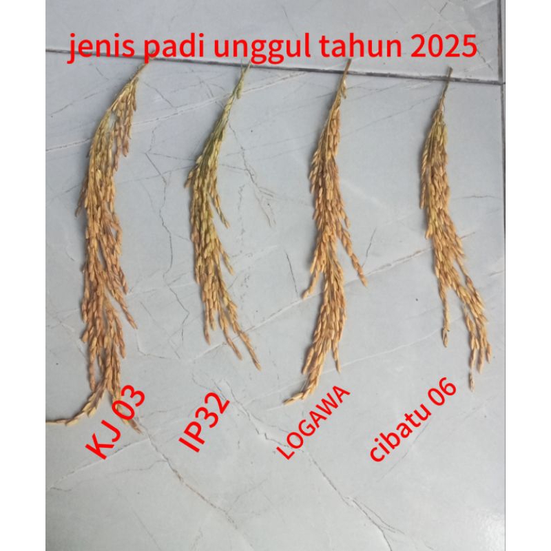 

padi KJ03 si malai panjang kemasan 5kg,