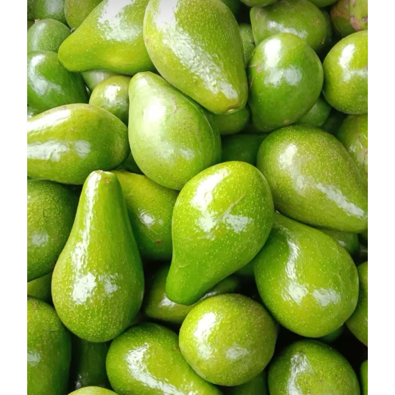

AVOCADO/ ALPUKAT MENTEGA UKURAN KECIL or SEDANG READY PEKANBARU MINIMAL CO 500gr/ 1KG ISI 4-6 BUAH