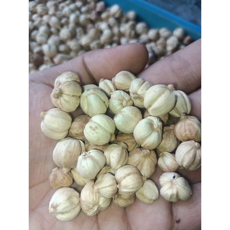 

kapulaga kering 150 gram bahan bumbu masak minuman herbal