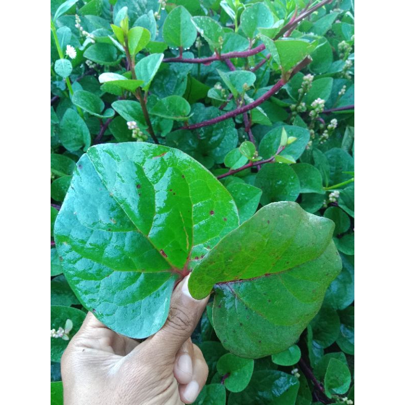 

250 gram daun binahong merah segar langsung petik