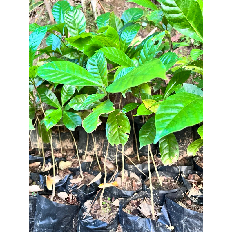 bibit kopi tejo pacitan